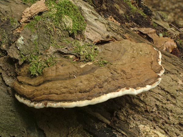 ganoderma lipsiense